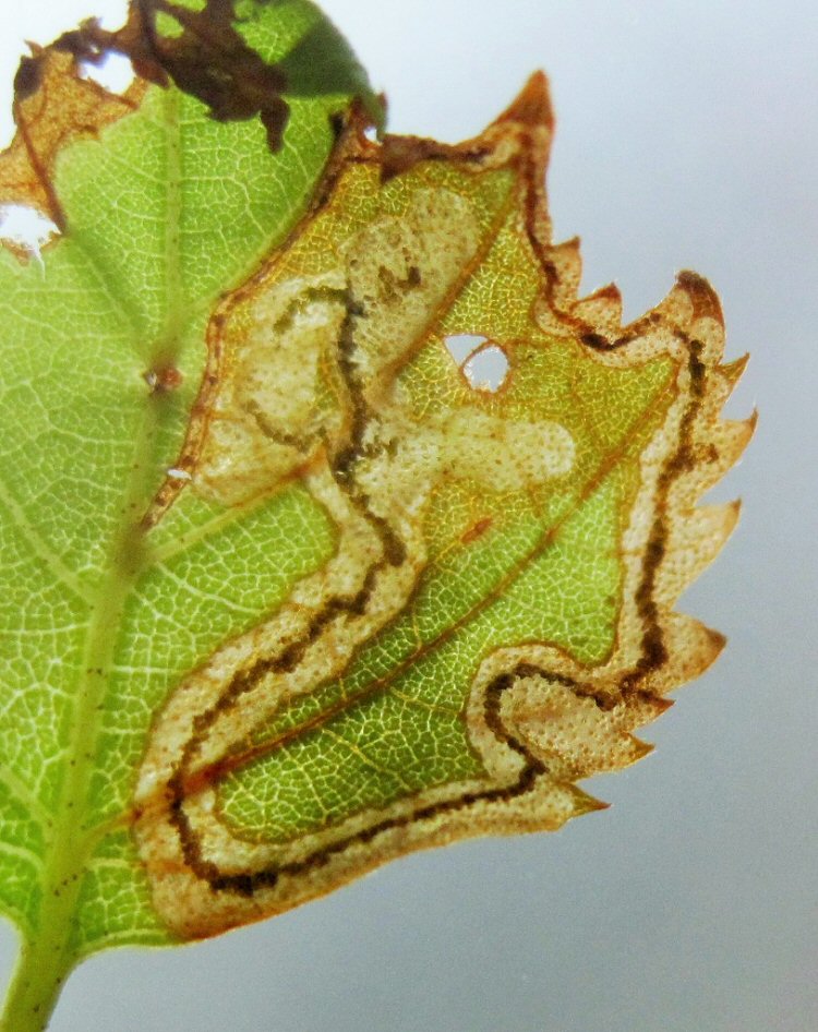 the leaf turns brown