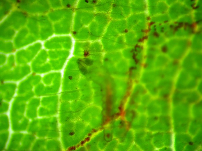 larva in mine