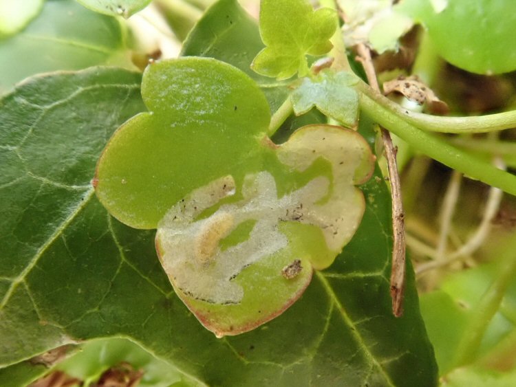 larva
