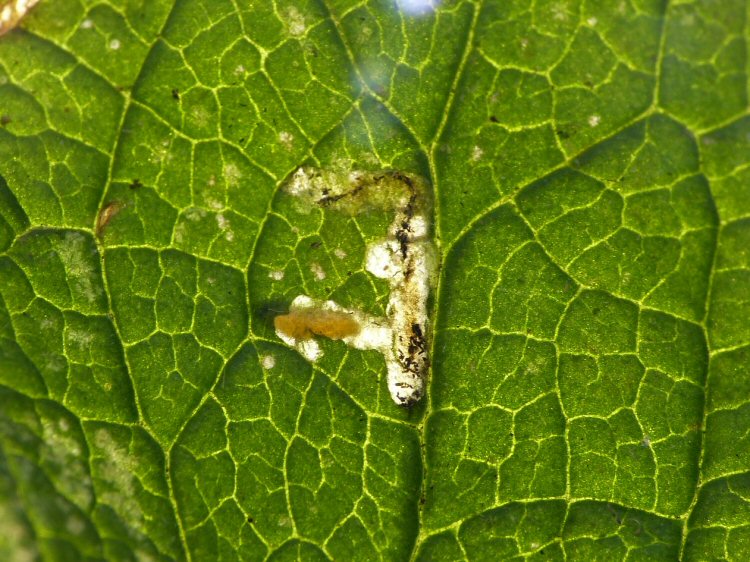 larva in mine