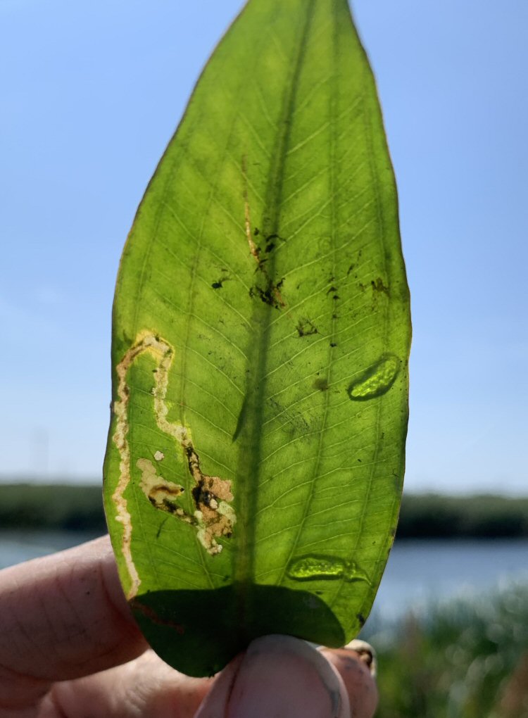 larva in mine