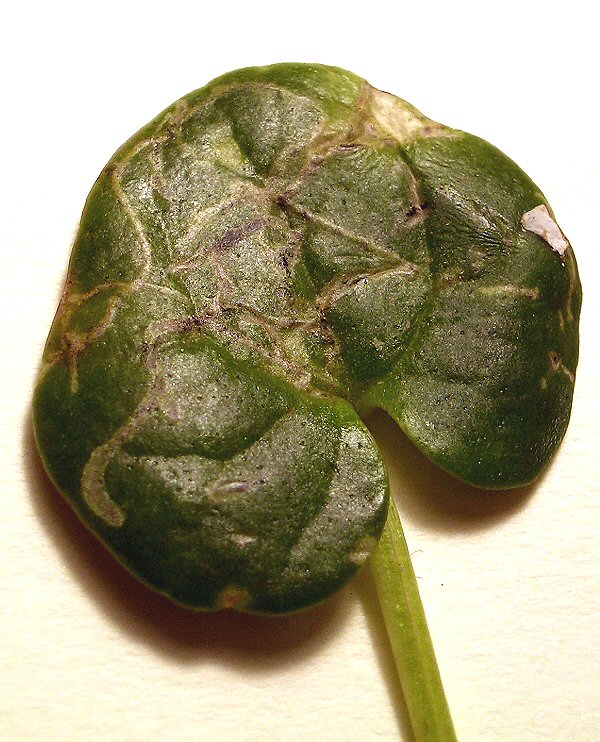 the mines are formed in Common scurvy-grass