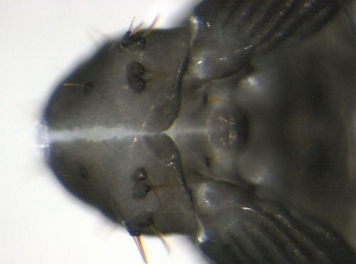 head - dorsal view