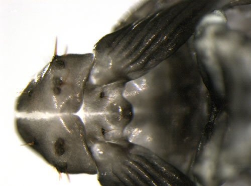 head - dorsal view