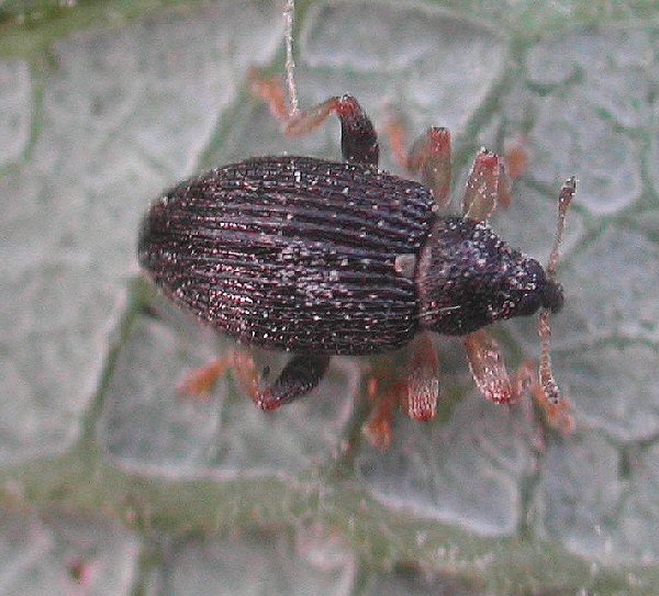 adult, dorsal view