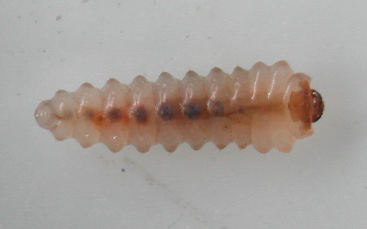 ventral view