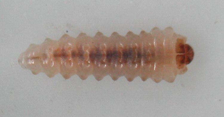 dorsal view