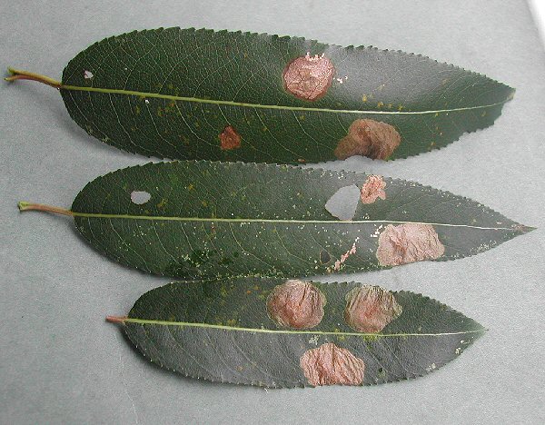 round blotch mines are formed