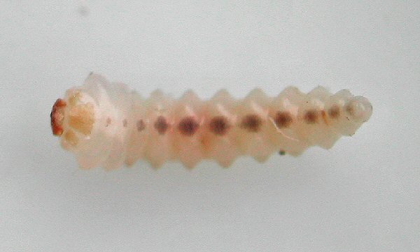 ventral view