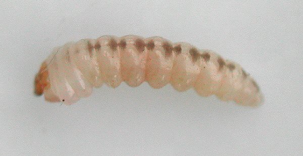 lateral view