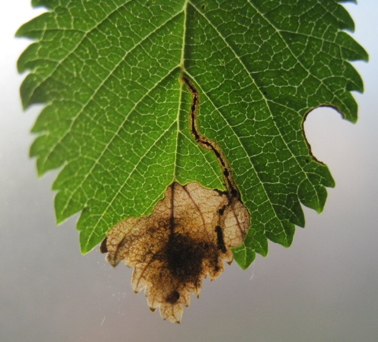 larva in mine