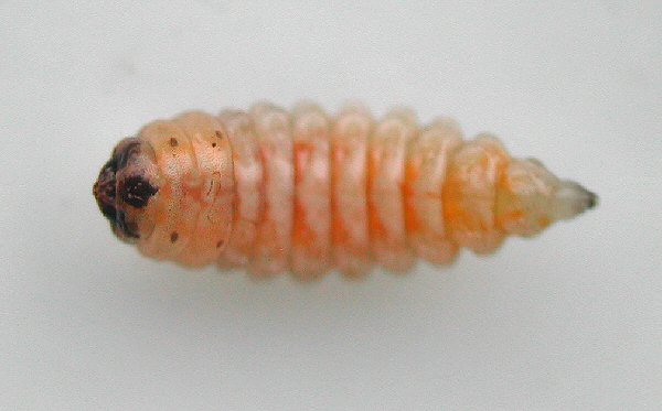 ventral view