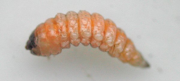 lateral view