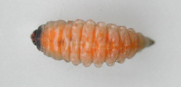 dorsal view