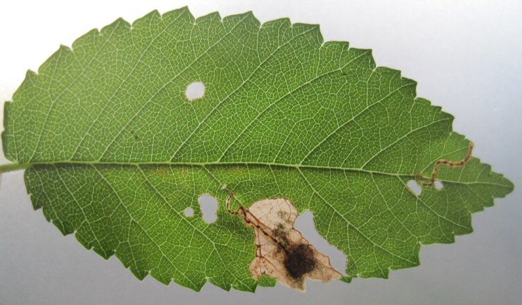 edge blotch mine formed