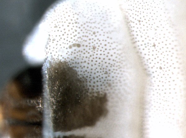 detail of dorsal view of head