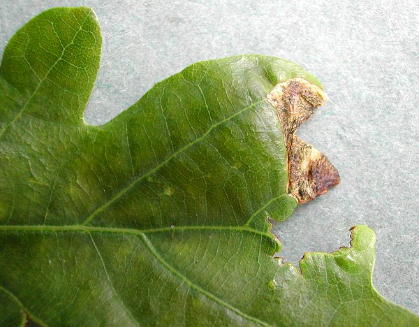 mine is formed at the leaf tip