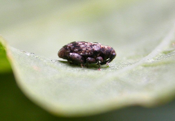 lateral view of adult