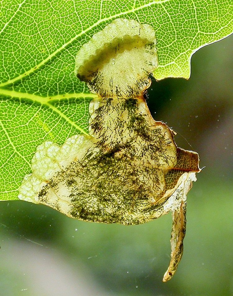 larva in mine