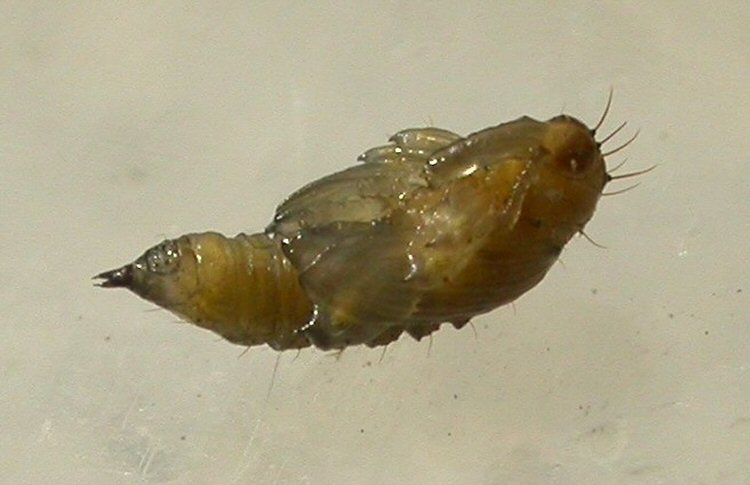 pupa ventral view