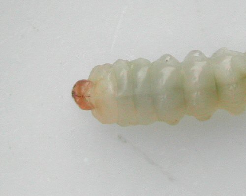 dorsal view