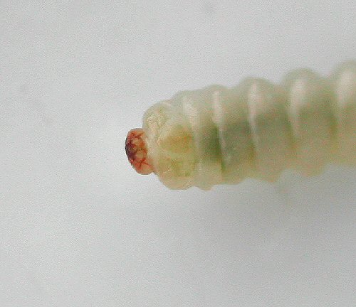 ventral view
