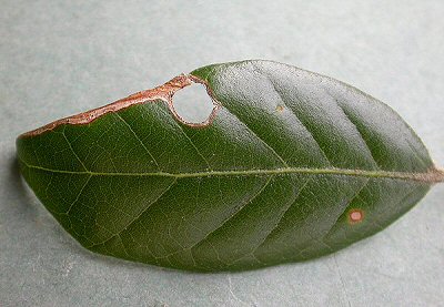 mine on Quercus ilex