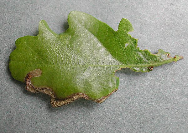 te mine usually runs initially along the leaf edge