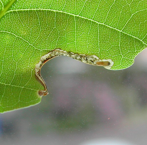 the larva is yellow, with a dark head