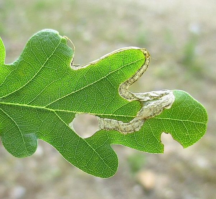pupal disc cut out