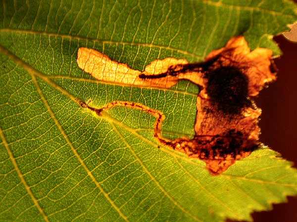 the gallery runs to the leaf edge and ends in a blotch