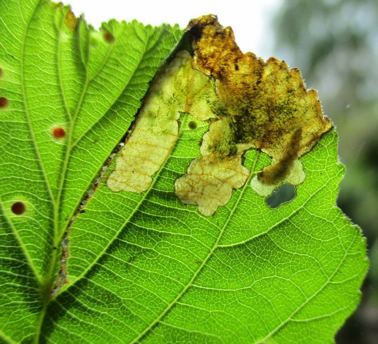 larva in min e
