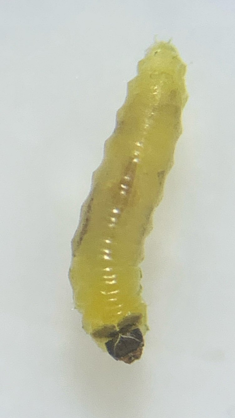 larva