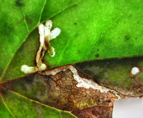 larva in mine