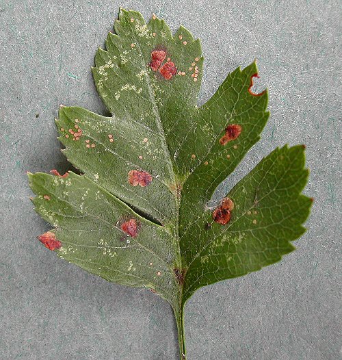makes small blotch mines