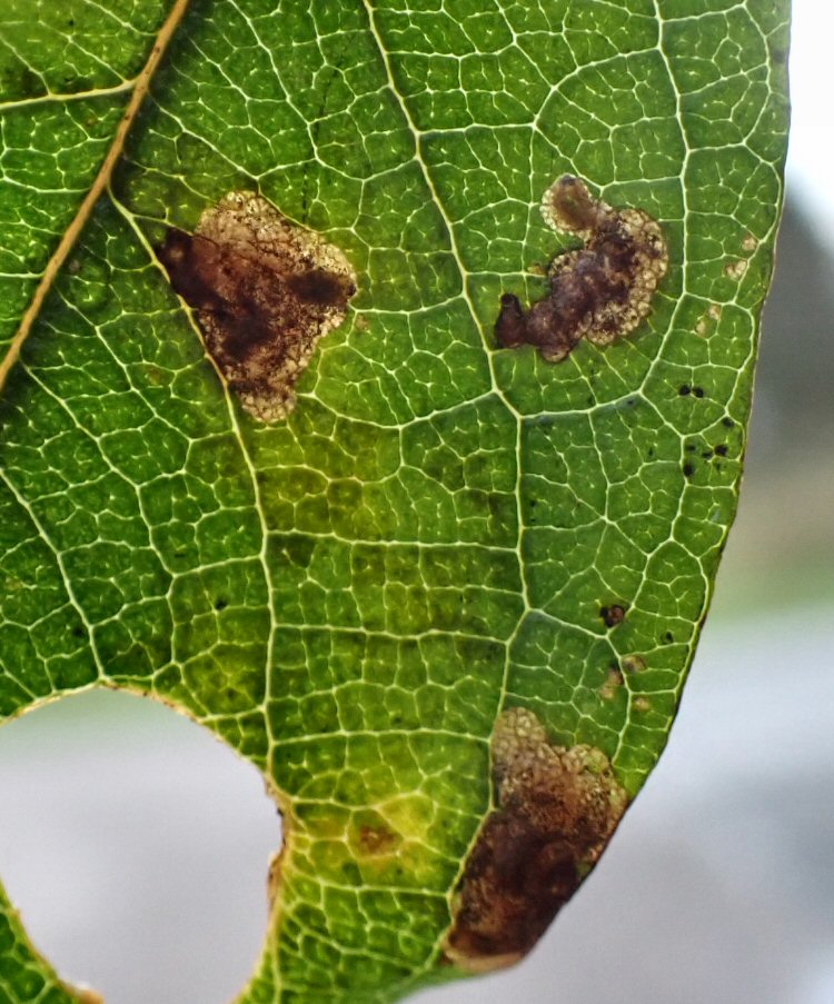 larvae in mines