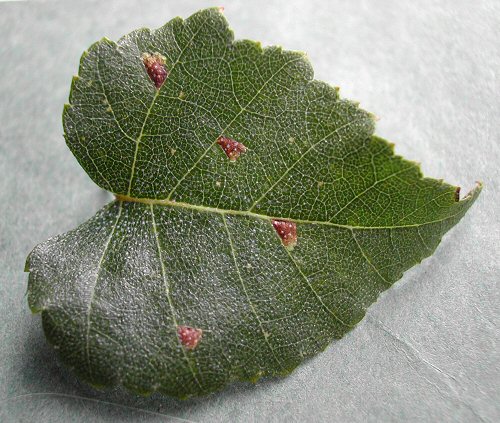 blotch mines are formed