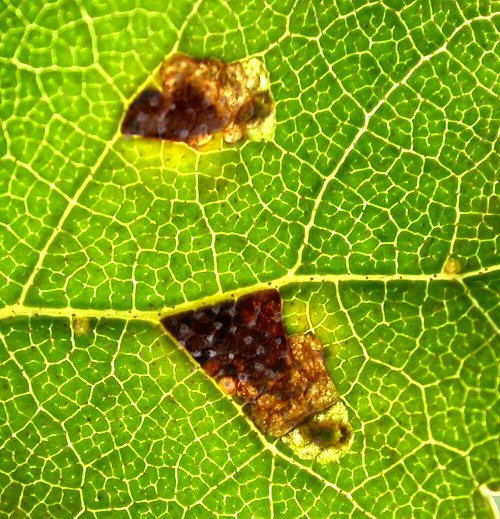 blotch mines are formed