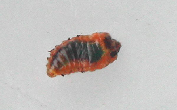 dorsal view of larva