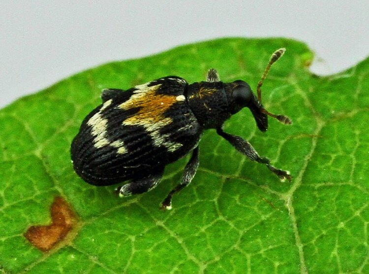 adult