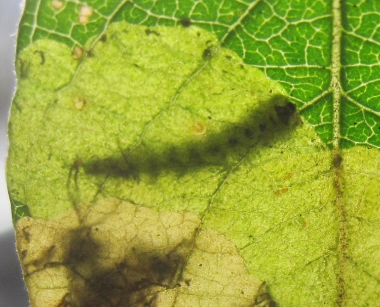 larva in mine