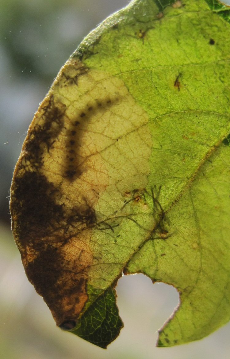 larva in mine