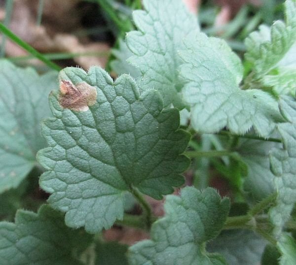 upper leaf surface