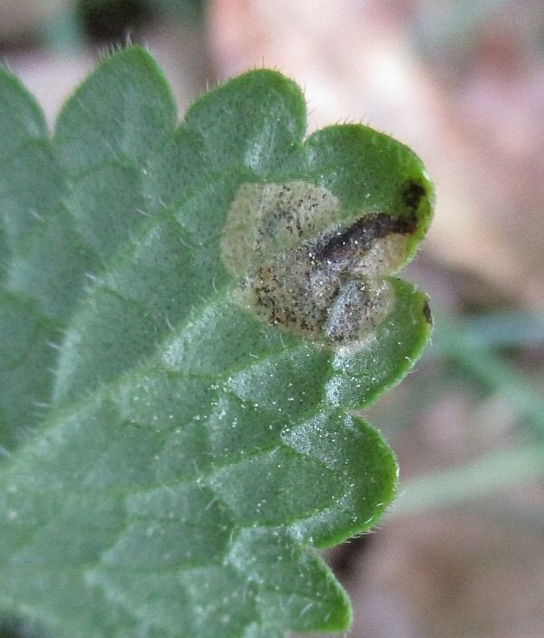 lower leaf surfac