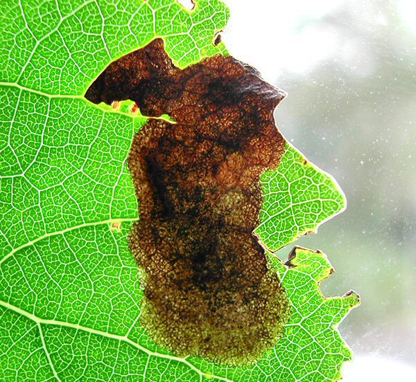 the larva can be seen to the left of the mine