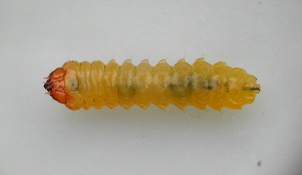 ventral view