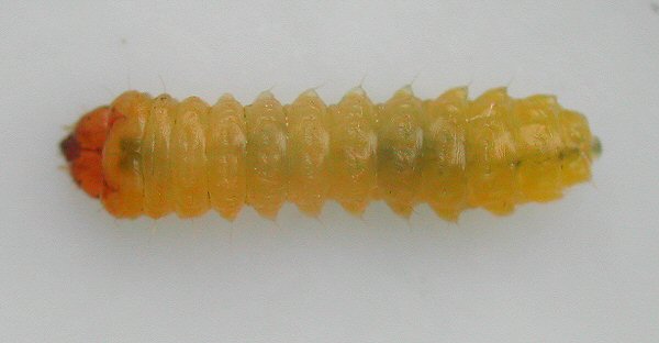 dorsal view