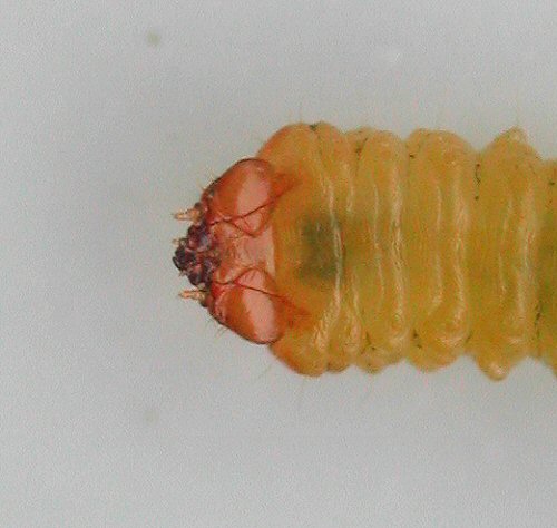 head detail in ventral view