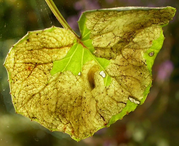 larva in mine