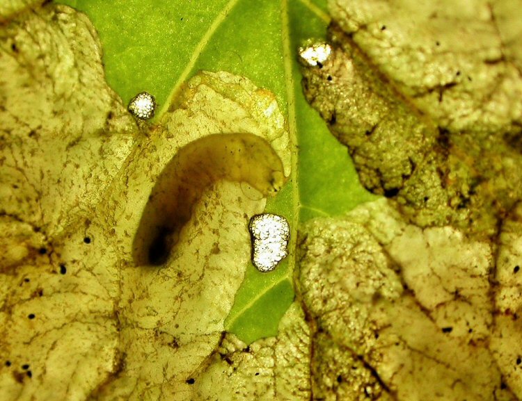 larva